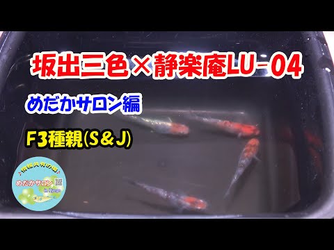 medakaプロフ必見　11/14 No. 158 [Sakaide Sanshoku x Seirakuan LU 04 Crossbreeding