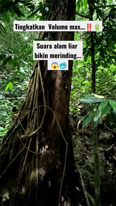 SUARA ALAM LIAR #alam  #liar #adventure