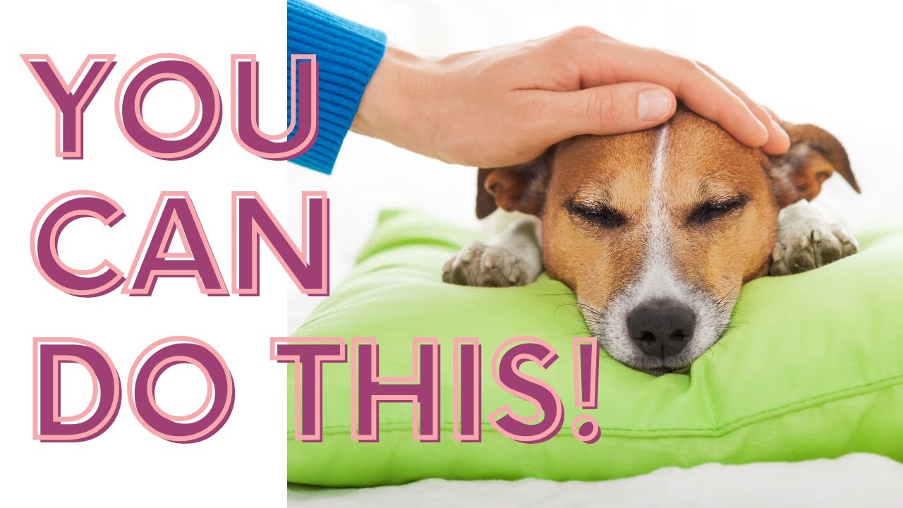 5 Ways you can HELP your dog during a seizure.