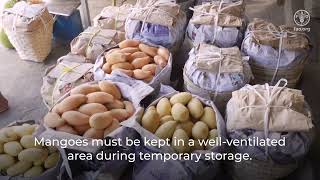 Technical tips to manage quality and reduce food losses in mango value chains – Unloading & handling