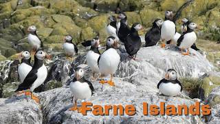 The Farne Islands Revealed | Northumberland's Secret Wildlife Haven
