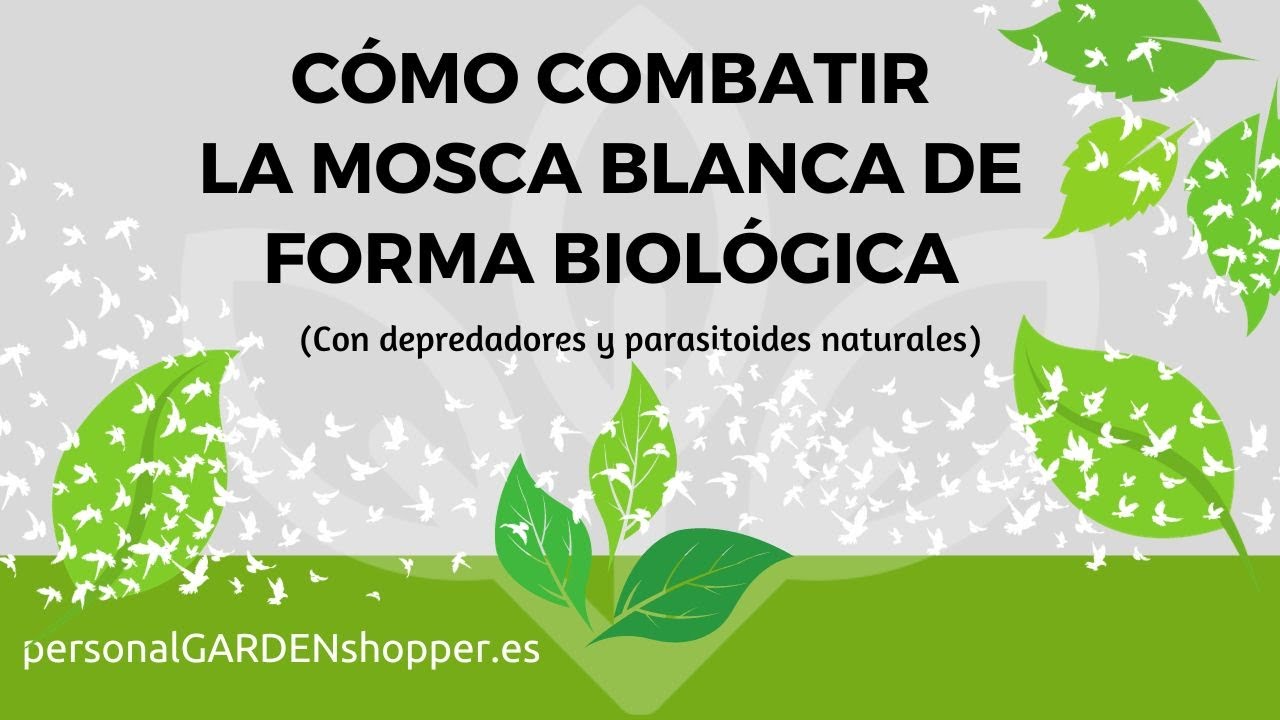 CÓMO COMBATIR LA MOSCA BLANCA DE FORMA BIOLÓGICA (Con depredadores y ...