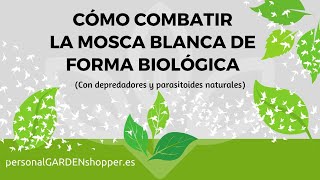 CÓMO COMBATIR LA MOSCA BLANCA DE FORMA BIOLÓGICA (Con depredadores y parasitoides naturales).