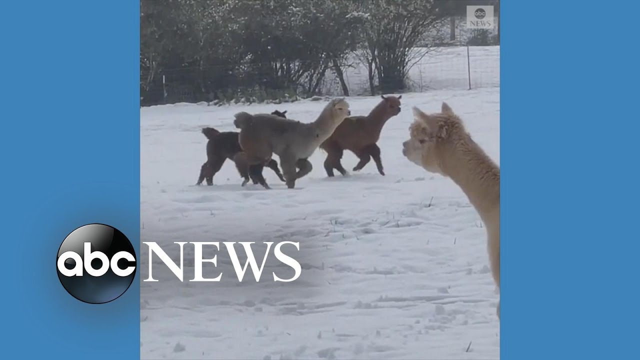 Alpacas play in the snow l ABC News