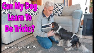 Can My Dog Learn To Do Tricks? by chaskat35 1,688 views 2 months ago 7 minutes, 31 seconds