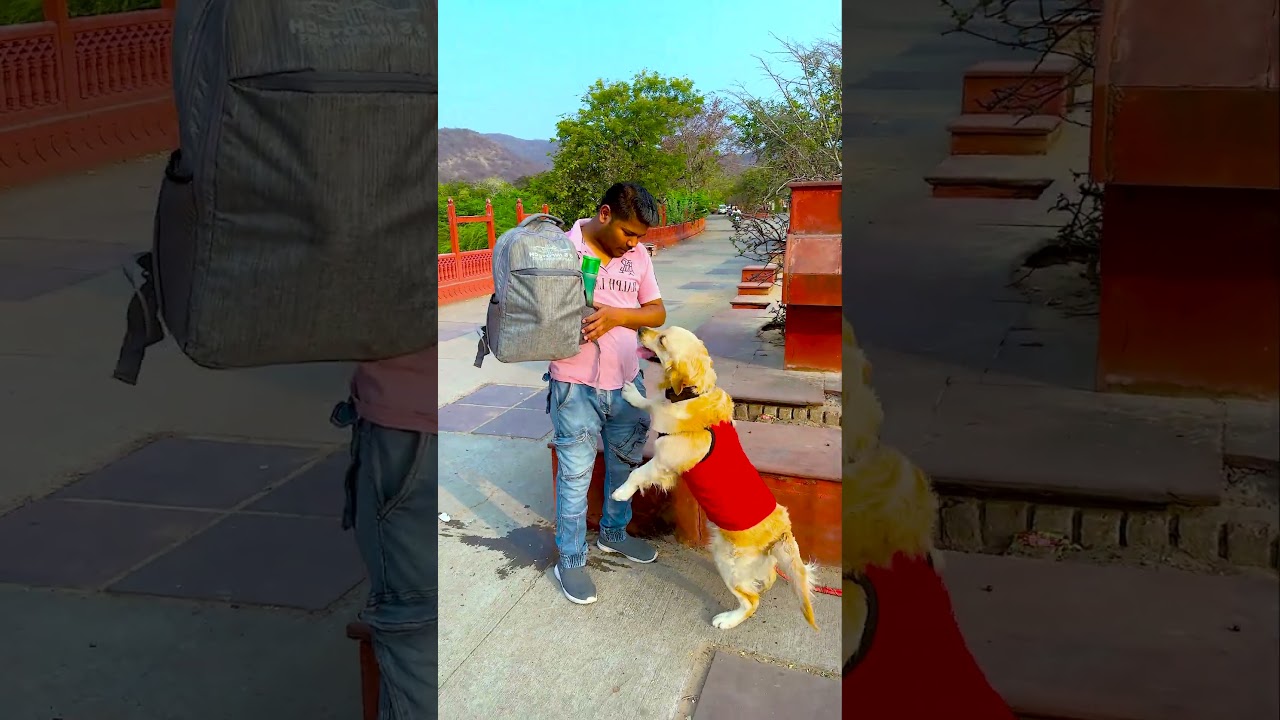 आखिरकार मेरे डॉगी को पानी किसने दिया😱 #funnydogs #shorts