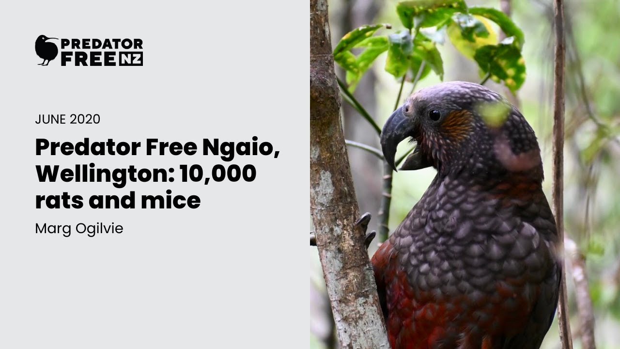 Predator Free Ngaio, Wellington — 10,000 rats and mice