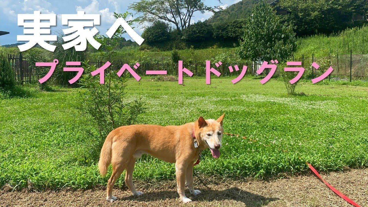 実家のドッグランに初めてマロンがやってきた。カイと同じくはしゃがない