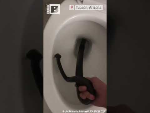 Nightmare Fuel: Snake