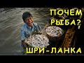 Рыбные Рынки Хиккадувы / Цены на Шри-Ланке / Как Правильно Выбирать Рыбу?