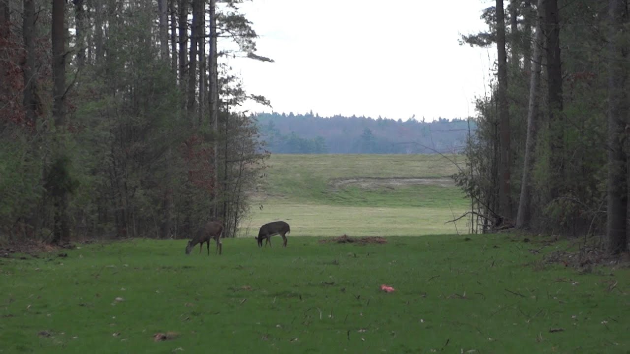 American Bald Eagle & I think this is an Owl and not a Red Tail Hawk that is in our Yard