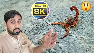 Dangerous Scorpion || 8K Ultra HD || 29 April 2024. #22