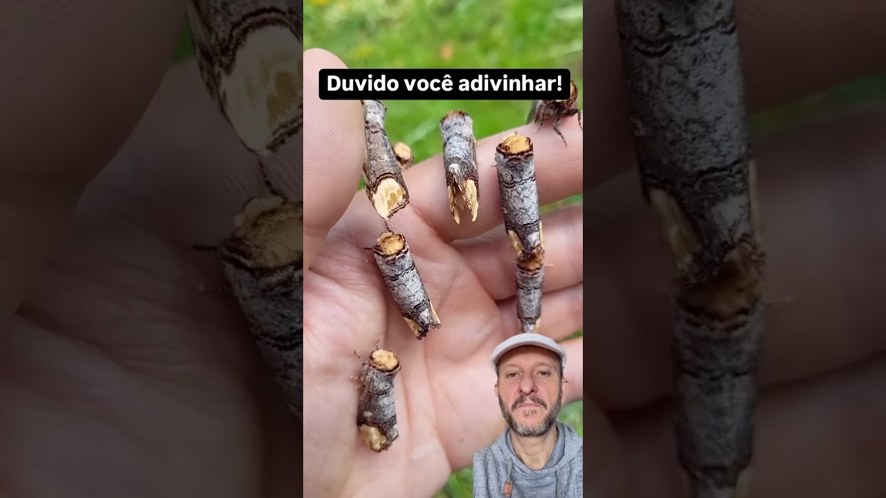 Olhe a camuflagem desses animais!