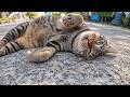 漁港の街の路地裏で出会った猫ちゃん、ナデナデするとゴロンゴロン寝転んでカワイイ