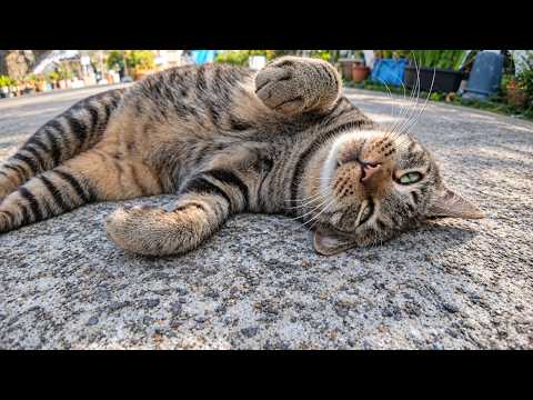 Met a Cat in a Fishing Town Alley—NADENADE Made It Go GORONGORON! So Cute