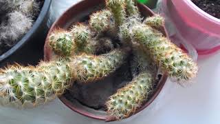 Новые кактусы / Опунция / Пересадка / Маммилярия / Виды маммилярий / Mammillaria Новые кактусы / Опунция / Пересадка / Маммилярия / Виды маммилярий / Mammillaria