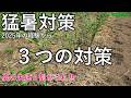 【有用菌栽培】この猛暑乗り切る３つの対策 （草マルチ・水やり・除草）生姜と落花生
