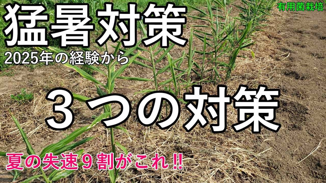 【有用菌栽培】この猛暑乗り切る３つの対策 （草マルチ・水やり・除草）生姜と落花生