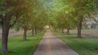 Farmers Beautiful Tree Line