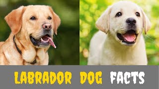 Labrador Dog Facts  || Dog Facts by Dogpets 75 views 3 years ago 3 minutes, 10 seconds
