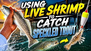 Using LIVE Shrimp To Catch SPECKLED TROUT {Catch Clean Cook}