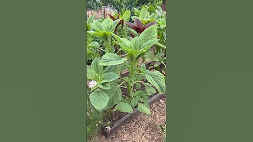 Rapid Amaranth Growth on Day 40! (July 3, 2025)