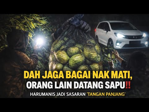 Buah Harumanis Kena Rembat ‼️ Pengusaha Kebun Luah Kecewa Kecurian Makin Menjadi2