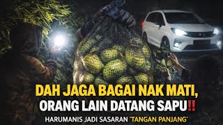 Buah Harumanis Kena Rembat ‼️ Pengusaha Kebun Luah Kecewa Kecurian Makin Menjadi2