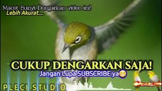Pancingan PLECI,Cukup Dengarkan Sebentar Langsung RESPON!