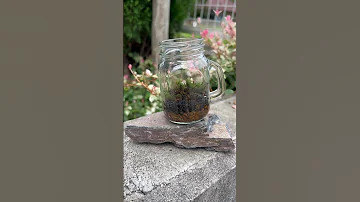乾杯 Moss Mossterrarium 