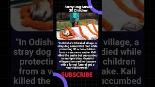 Brave Dog Protects Kids Dies After Snake Attack #odisha #dog #kali #hero #doghero #snake #attack