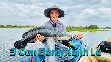 Hành Trình Săn Cá Lóc bông U Minh Thượng | Tập 3 | Đầy Thùng Cá Bông