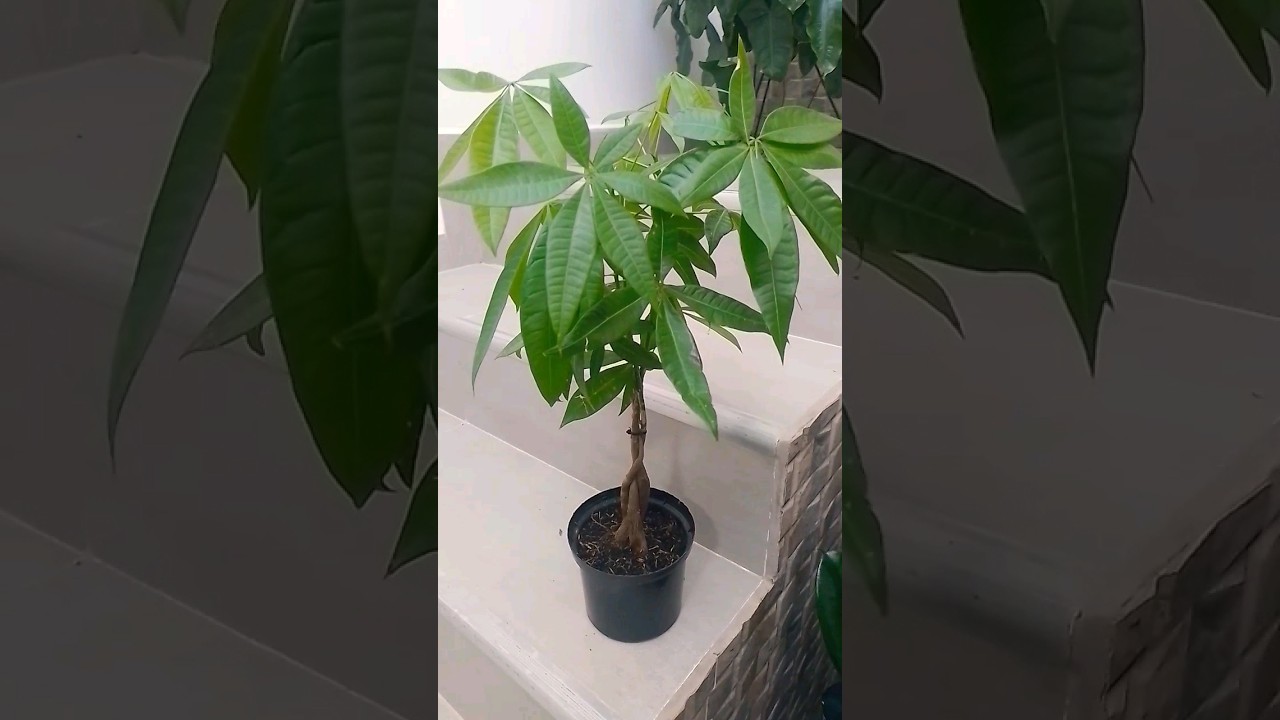 chinese money tree Pilea Peperomioides 'Chinese Money' | Indoor Plant | Tropical Plant |  Potted Plant