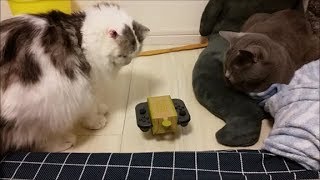 猫とNINTENDO　LABO、ご対面。動くたびピクッてなって可愛い。