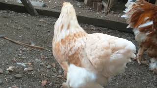 Altın Seri Buff Laced Brahma