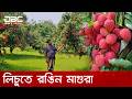 লিচুতে রঙিন মাগুরা, ৬০ কোটি টাকার বাম্পার ফলনের আশা | DBC NEWS Special