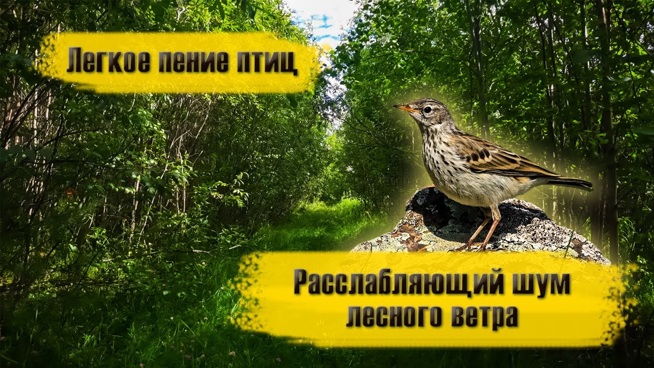 Расслабляющий шум лесного ветра и листьев. Звуки природы, звуки леса ...