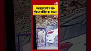 नागपुर का ये VIDEO सोशल मीडिया पर वायरल #cow #theft #cctv #viralvideo  #maharashtranews #shorts