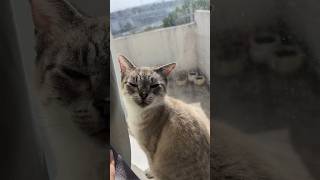 Quien es ese pokemooon? Es Katy🤗 #gato #chill