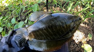 Diparit Yang Masi Alami Ini Umpanku Jadi Rebutan Ikan Sepat Siam Besar, Mancing Sepat Siam