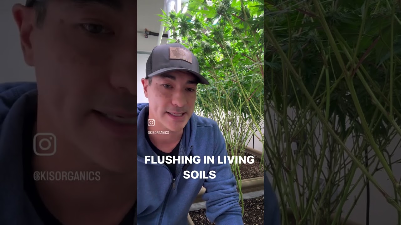 What is flushing? When do we want to do it in living soils?