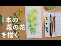 【透明水彩画】1本の菜の花を描く