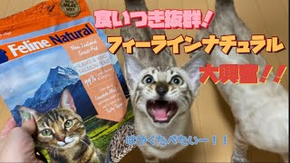 生肉！？猫のごはんはこれで決まり！K9フィーラインナチュラルレビュー