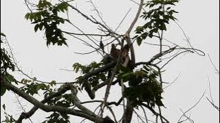 How to catch a spotted dove Ep.25