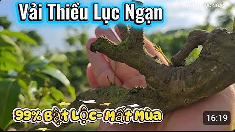 SAU MƯA TRỜI ẤM VẢI THIỀU RA LỘC RẤT MẠNH I NÚI ĐỒI LỤC NGẠN