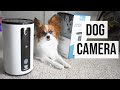 What My Dog Does Home Alone // WOpet Smart Pet Camera Review // Percy the Papillon Dog