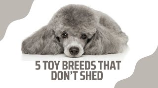 TOP 5 TOY DOG BREEDS THAT ARE HYPOALLERGENIC| Low to nonshedding with no odor!