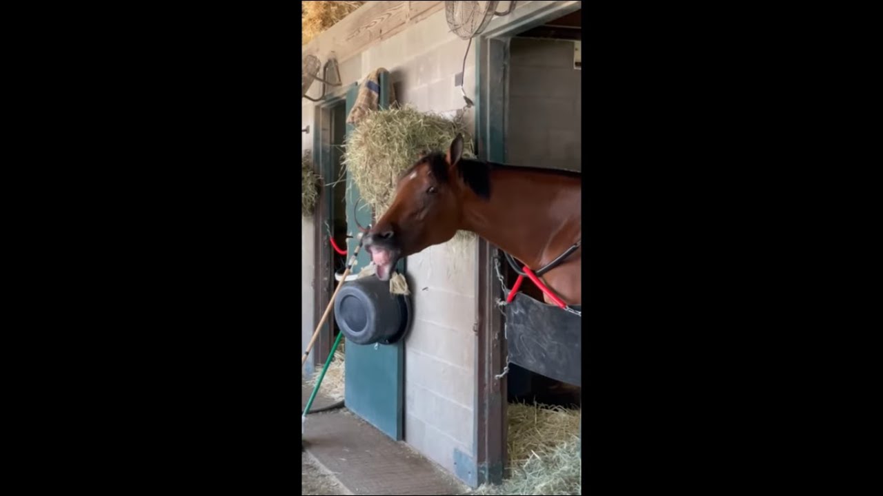Horse Keeps Opening and Closing Its Mouth Repeatedly YouTube