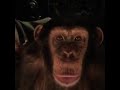 Monkey goes sicko mode over dinner time