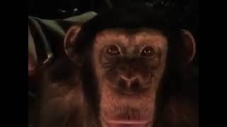 Monkey goes sicko mode over dinner time